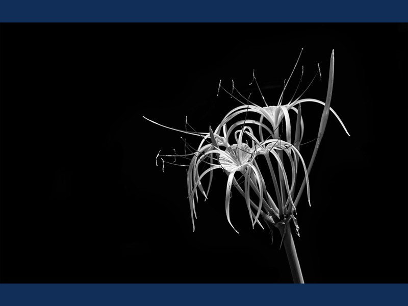 Beauty in darkness