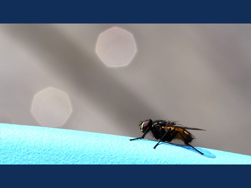 Fly