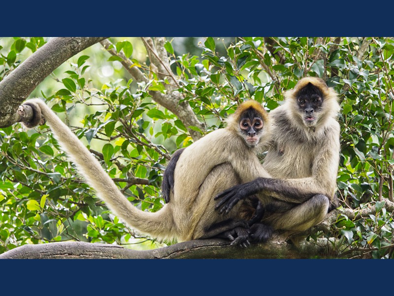 Spiders Monkeys