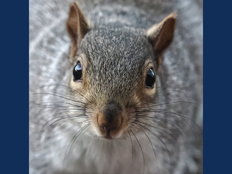 Squirel Deathstare