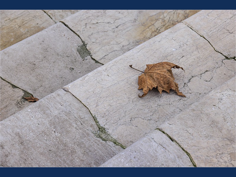 01_by Chris Lafbury_ Fallen Autumn Leaf