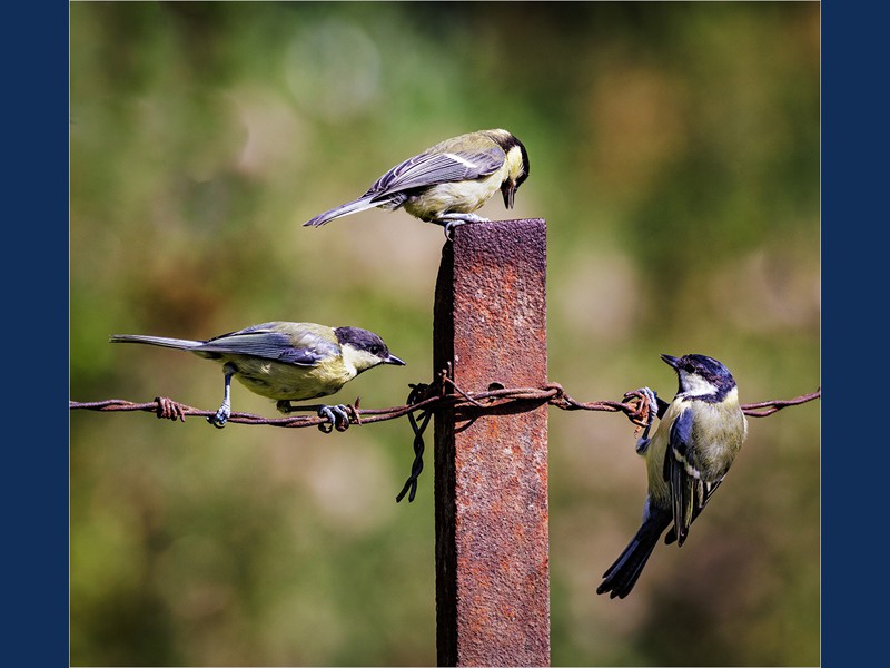 04_by Chris L_Three Tits On A Fence