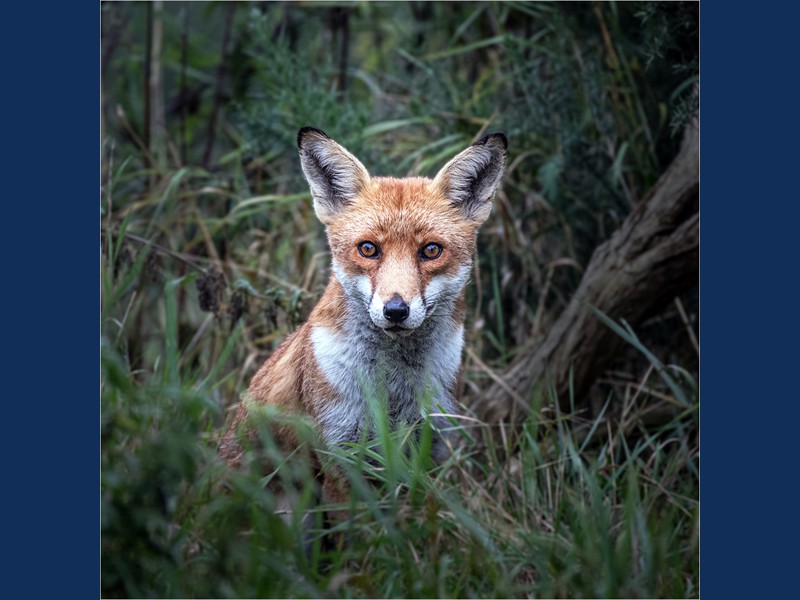 04_by Chris Lafbury_Fox in the Woods