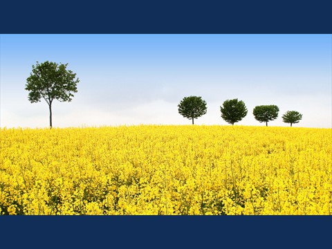 field of rape 2